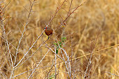 African firefinch (Lagonosticta rubricata) female on a twig, South Africa