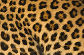African leopard (Panthera pardus) close-up haircoat, Zelda guest farm, Gobabis, Omaheke, Namibia