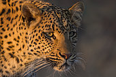 African leopard (Panthera pardus) portrait in the savanna, Zelda guest farm, Gobabis, Omaheke, Namibia