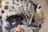 African leopard (Panthera pardus) portrait, Zelda guest farm, Gobabis, Omaheke, Namibia