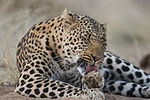 African leopard (Panthera pardus) grooming, Zelda guest farm, Gobabis, Omaheke, Namibia