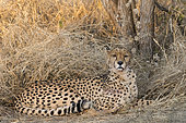 Cheetah (Acinonyx jubatus) lying in the savannah, Okonjima private game reserve, Namibia