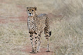 Cheetah (Acinonyx jubatus) in the savannah, Okonjima private game reserve, Namibia