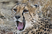 Cheetah (Acinonyx jubatus) yawning, Okonjima private game reserve, Namibia