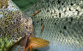 Lompe (Cyclopterus lumpus) mangeant des poux de saumon (Lepeophtheirus salmonis) sur un Saumon de l'Atlantique (Salmon salar) dans un élevage de saumons- Image composite