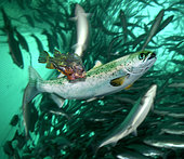 Lompe (Cyclopterus lumpus) mangeant des poux de saumon (Lepeophtheirus salmonis) sur un Saumon de l'Atlantique (Salmon salar) dans un élevage de saumons - image composite