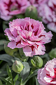 Dianthus caryophyllus 'Teneriffa'