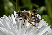 Common drone fly (Eristalis tenax) female on Garden daisy (Bellis sp.), Gard, France