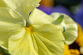 Garden pansy (Viola × wittrockiana)