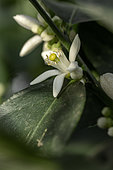 Tahiti lime (Citrus latifolia) flowers