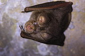 Halcyon horseshoe bat (Rhinolophus alcyone), Casamance, Senegal