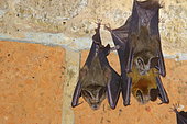 Slit-faced bat (Nycteris sp), Nycteris macrotis ou grandis ? Casamance. Senegal