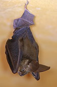 Slit-faced bat (Nycteris sp), Nycteris macrotis ou grandis ? Casamance. Senegal