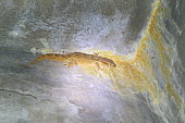 Senegambian Wall Gecko (Tarentola senegambiae) on a wall, Casamance, Senegal