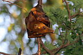 Gambian epauletted fruit bat (Epomophorus gambianus) in atree, Casamance, Senegal