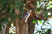 Western red-billed hornbill (Tockus kempi) on a branch, Casamance, Senegal
