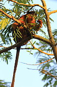 Western Red Colobus (Piliocolobus badius) in a tree, Casamance, Senegal