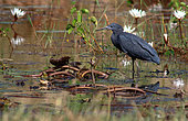 Black Heron (Egretta ardesiaca) in water, Casamance, Senegal