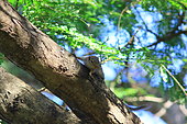 Gambian sun squirrel (Heliosciurus gambianus) on a branch, Casamance, Senegal