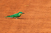Blue-cheeked bee-eater (Merops persicus) on ground, Casamance, Senegal