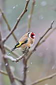 Goldfinch (Carduelis carduelis) resting on a branch in winter, France