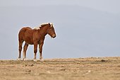 Horse Haflinger in the mountains, France