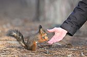 Red Squirrel (Sciurus vulgaris) coming for a nut, France