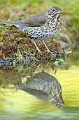 Song Thrush (Turdus philomelos) at the edge of water, France