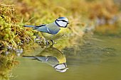Eurasian Blue Tit (Cyanistes caeruleus), adult reflecting itself in the water of a pool, France