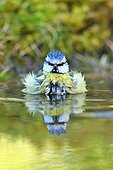 Blue Tit (Cyanistes caeruleus) snorting in water, France