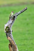 Green Woodpecker (Picus viridis) on a branch, Savoie, France