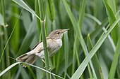 Reed Warbler (Acrocephalus scirpaceus), adult perched on a reed, Spain