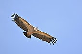 Griffon Vulture (Gyps fulvus) adult in flight, France