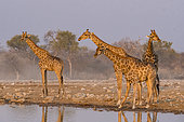 Southern Giraffe (Giraffa camelopardalis giraffa) at the waterhole, Etosha National Park, Namibia