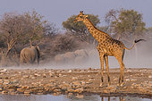 Southern Giraffe (Giraffa camelopardalis giraffa) at the waterhole after the departure of the elephants, Etosha National Park, Namibia