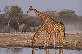 Southern Giraffe (Giraffa camelopardalis giraffa) at the waterhole after the departure of the elephants, Etosha National Park, Namibia