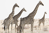 Southern Giraffe (Giraffa camelopardalis giraffa) family, Etosha National Park, Namibia