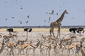 Southern Giraffe (Giraffa camelopardalis giraffa) with Common Ostrich (Struthio camelus) and Springbok (Antidorcas marsupialis) and doves in flight, Etosha National Park, Namibia