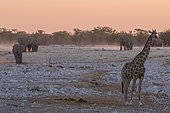 Southern Giraffe (Giraffa camelopardalis giraffa) and African Elephants (Loxodonta africana) at sunset, Etosha National Park, Namibia