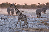 Southern Giraffe (Giraffa camelopardalis giraffa) and African Elephants (Loxodonta africana) at sunset, Etosha National Park, Namibia