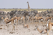 Springbok (Antidorcas marsupialis), Burchell's zebra (Equus quagga burchellii), Southern Giraffe (Giraffa camelopardalis giraffa), and Gemsbok oryx (Oryx gazella gazella) in the dust at water hole, Etosha National Park, Namibia