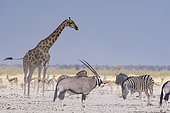 Southern Giraffe (Giraffa camelopardalis giraffa), Gemsbok oryx (Oryx gazella gazella), Burchell's zebra (Equus quagga burchellii), Blue wildebeest (Connochaetes taurinus) and Springbok (Antidorcas marsupialis) in the dust at water hole, Etosha National Park, Namibia
