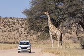 Southern Giraffe (Giraffa camelopardalis giraffa) and tourist car, Kgalagadi Transfrontier Park Reserve, on the border with South Africa