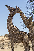 Southern Giraffe (Giraffa camelopardalis giraffa) displaying, Kgalagadi Transfrontier Park Reserve, on the border with South Africa