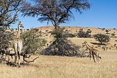 Southern Giraffe (Giraffa camelopardalis giraffa) and two youngs, Kgalagadi Transfrontier Park Reserve, on the border with South Africa