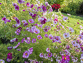 Garden cosmos, Cosmos bipinnatus 'Double Click Violet', flowers