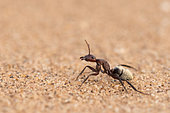 Namib Desert Ant, Gobabeb, Namib-Naukluft National Park, Namibia