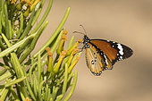 Monarch butterfly (Danaus chrysippus) on flowers, Namibia