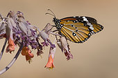 Monarch butterfly (Danaus chrysippus) on flowers, Namibia