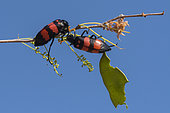 Blister beetle (Meloidae sp) on twig, Namibia